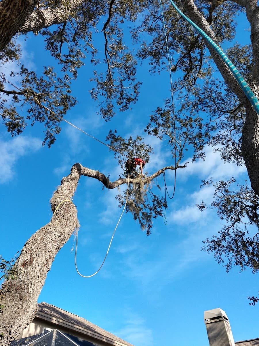 High Trim Tree Service