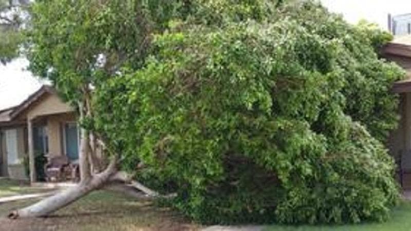 Cutting Edge Tree Services