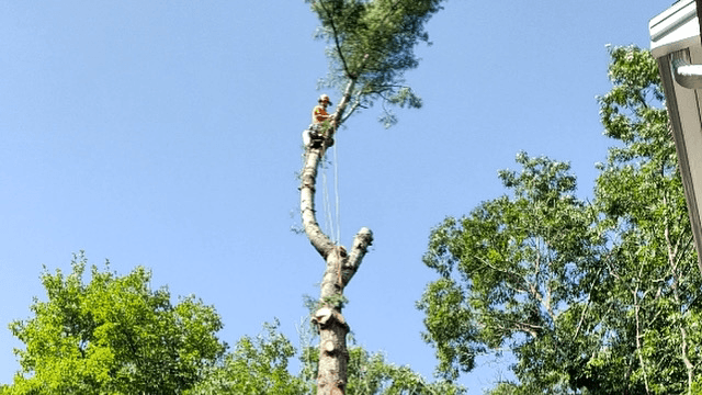 Lamontagne Landscaping and Tree Services LLC