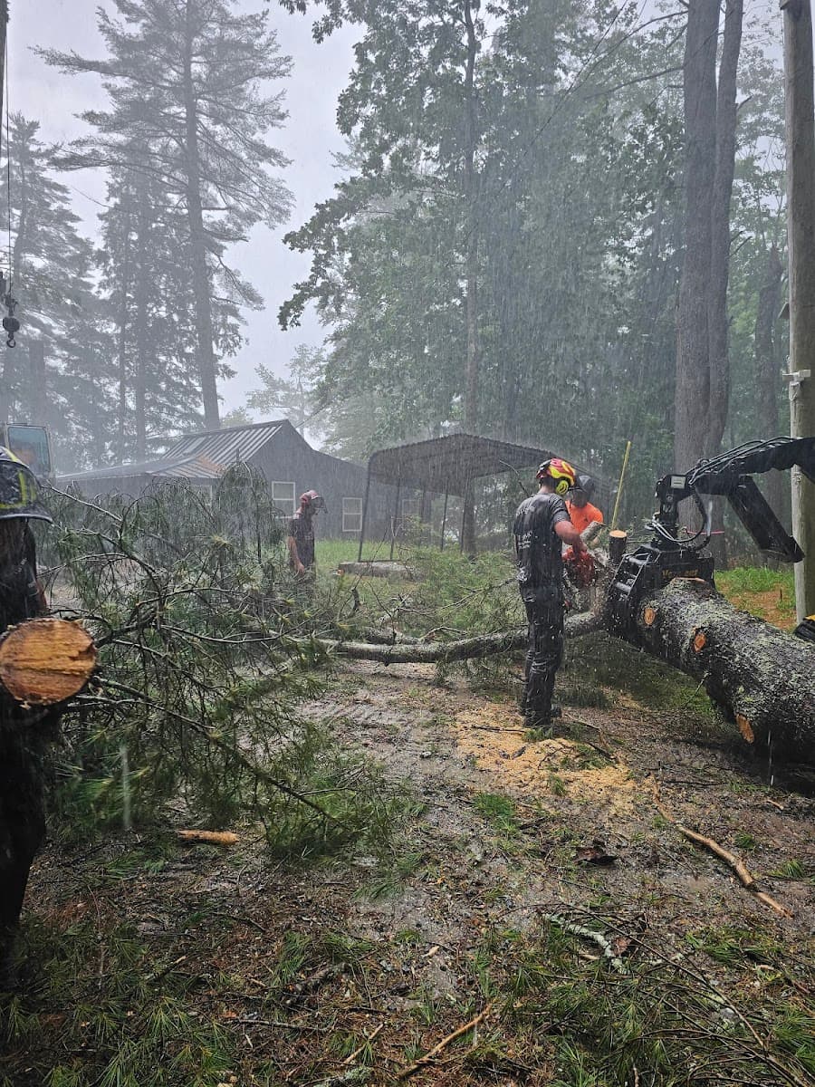 All Seasons Tree Service LLC