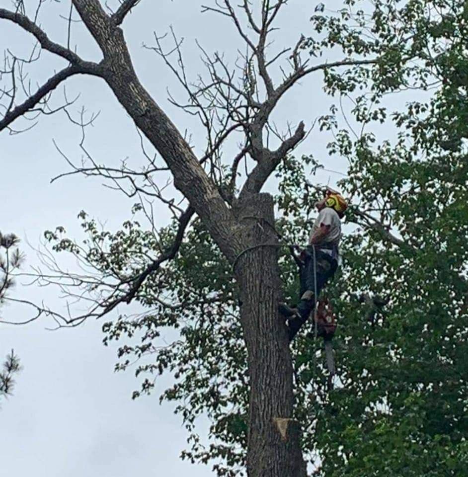 Quality Tree Services