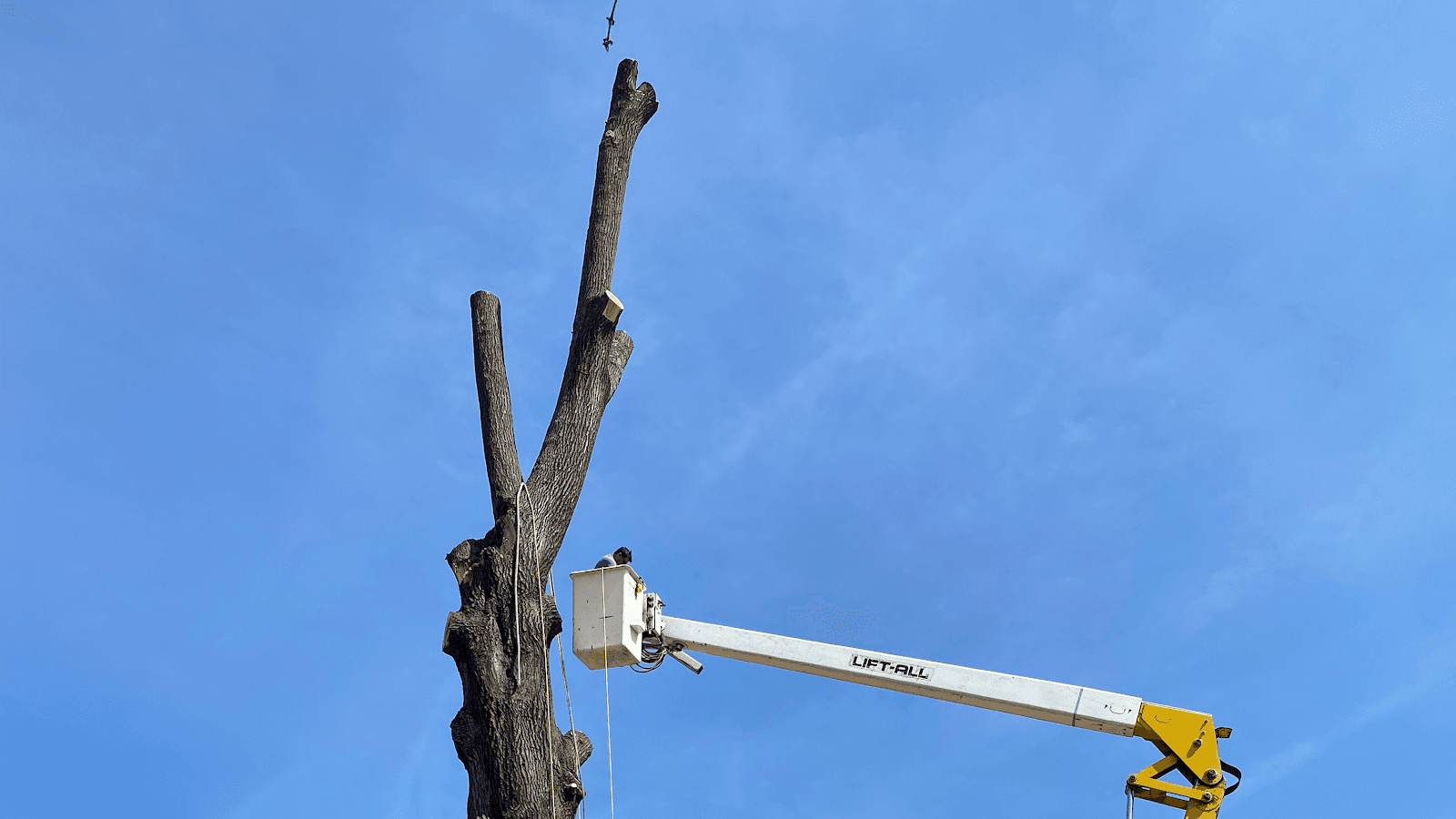 Diego's Tree service