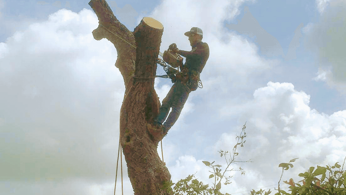 Berrios tree service