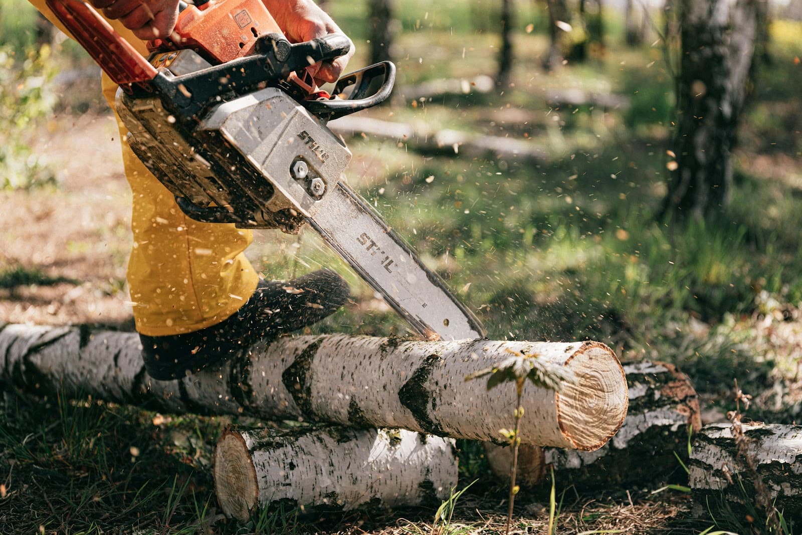 Down Rite Tree Service | Expert Tree Removal & Stump Grinding Pro's