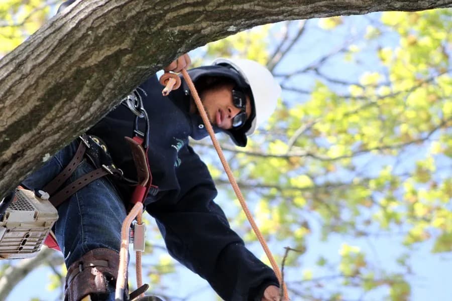 Murphy's Tree Service, Inc.