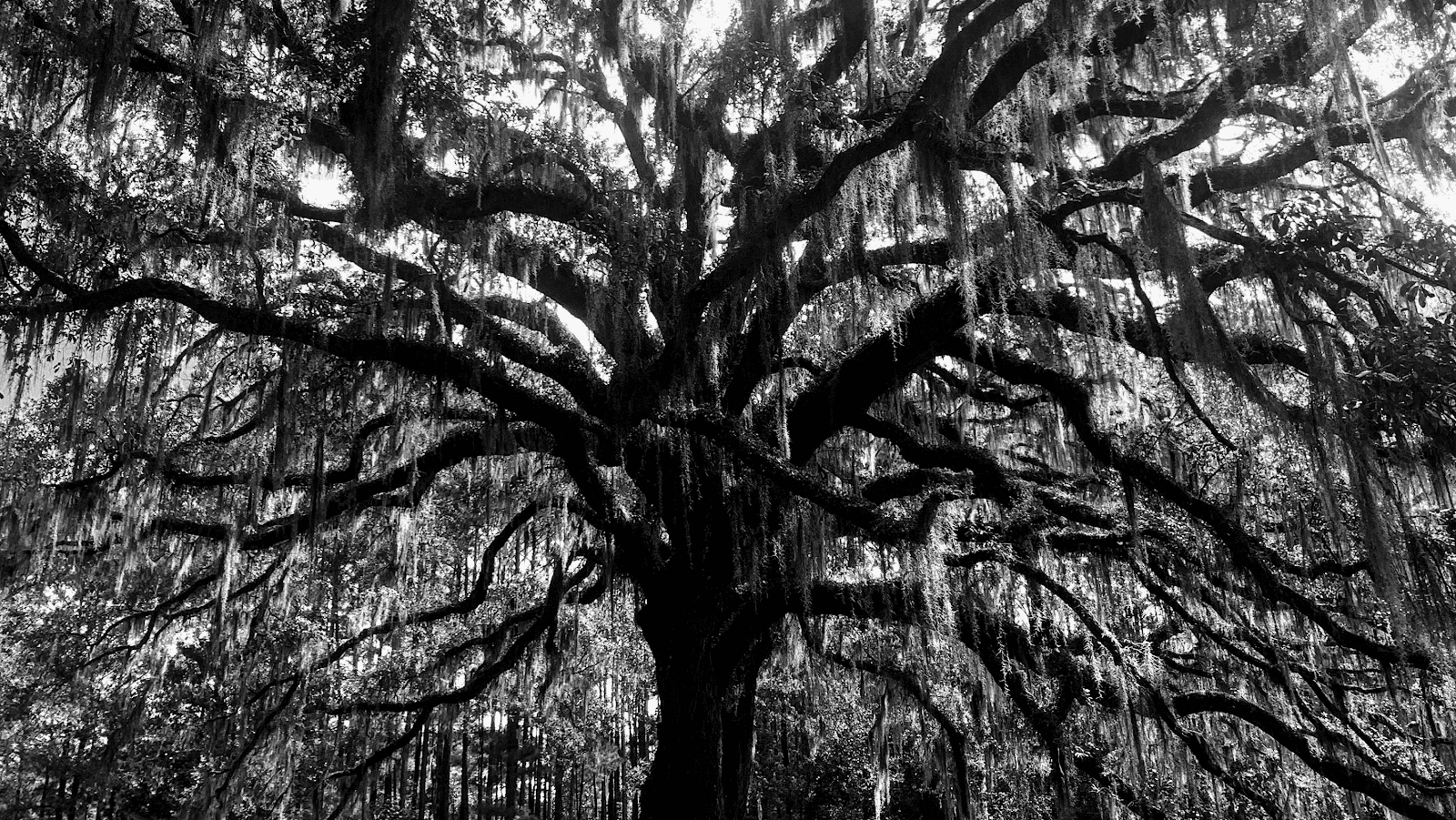 Connor Tree Service, LLC