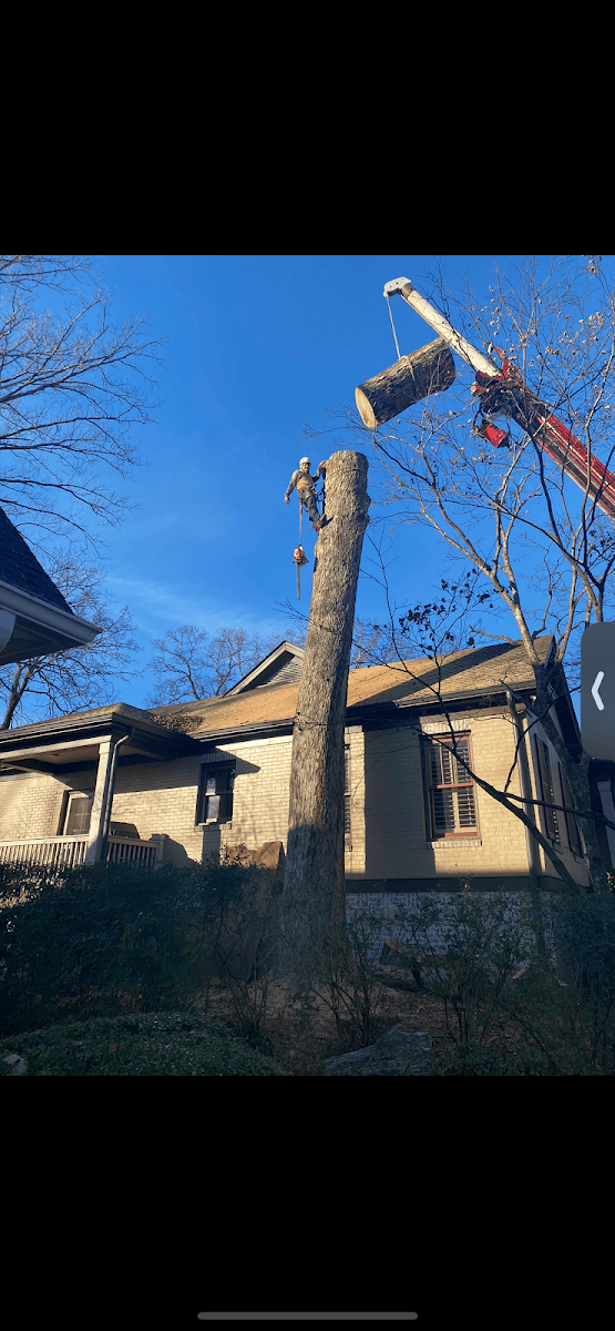 3in1 Tree Service