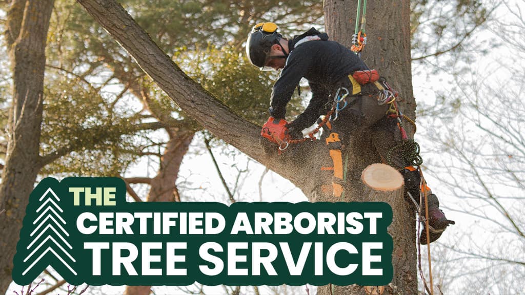 The Certified Arborist Tree Service