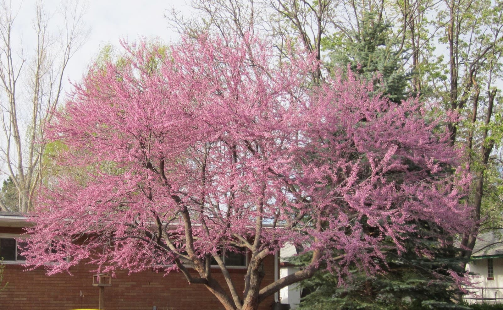 St Vrain Arbor Care, LLC