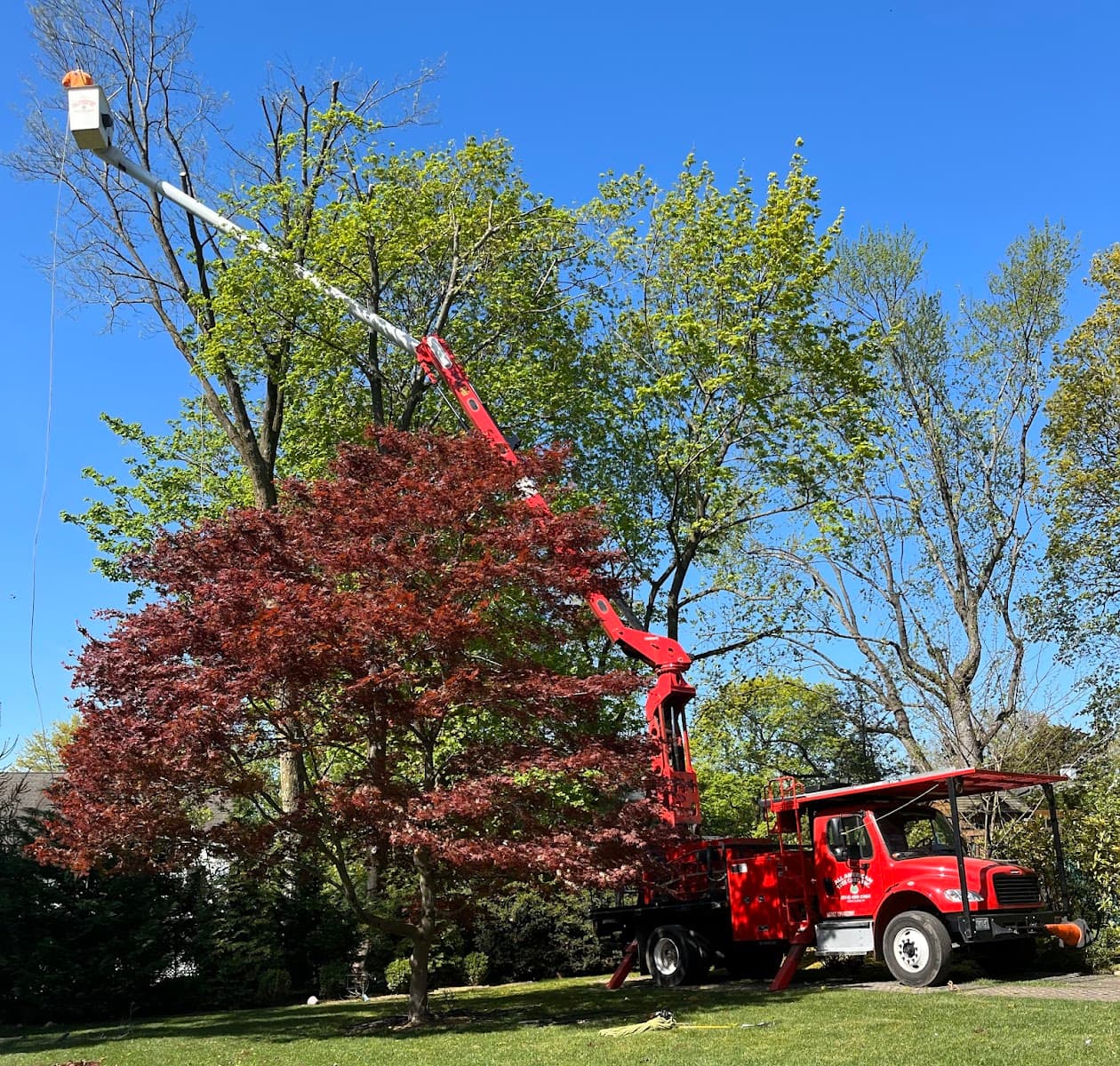 All American Tree Care