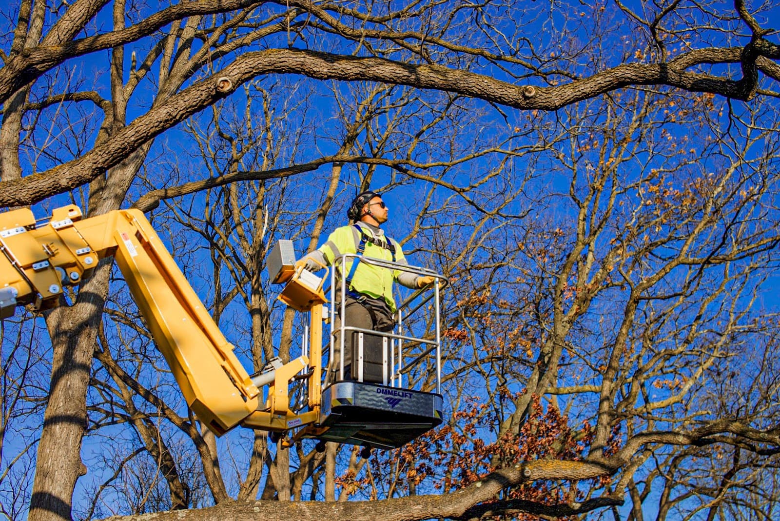 Trees and Company - Tree Services