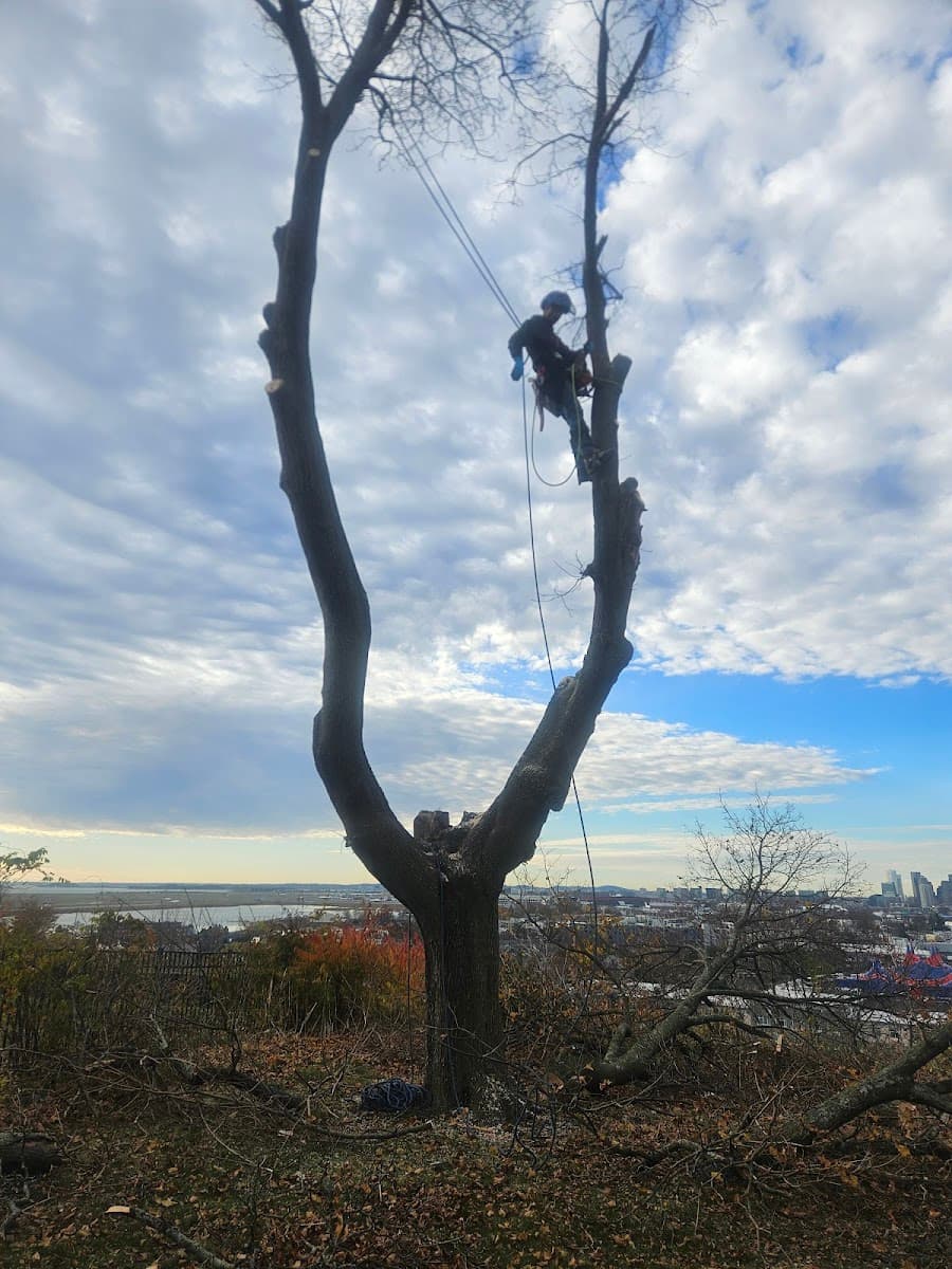 B & S Landscaping & Tree Removal Services LLC