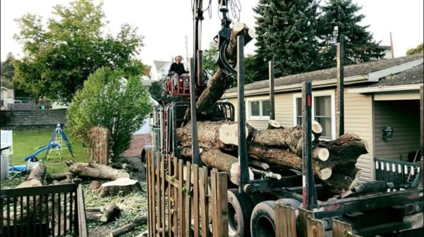 American Arbor Pro Tree Preservation and Removal Service