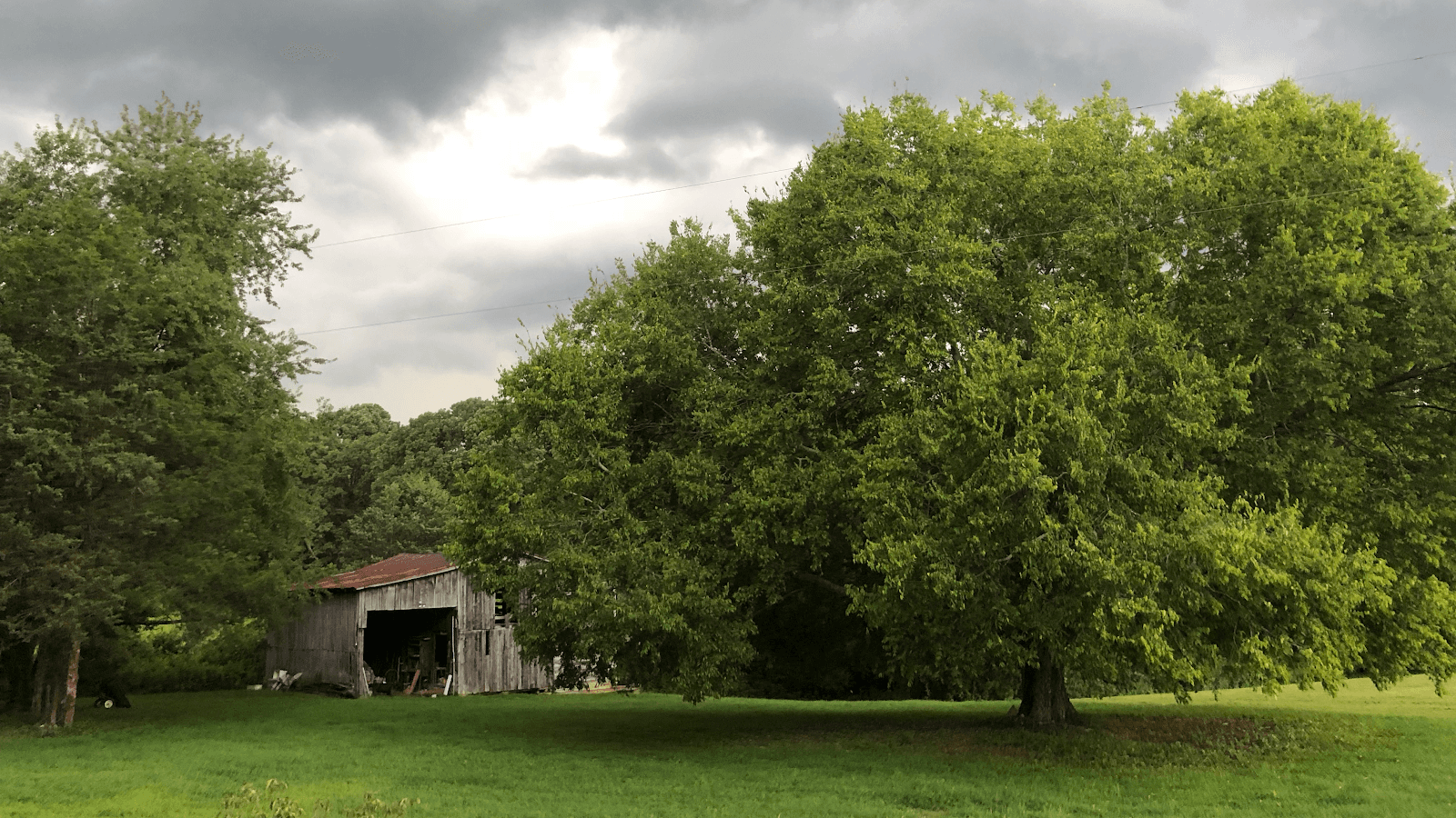 Mark Tuttle Tree Services