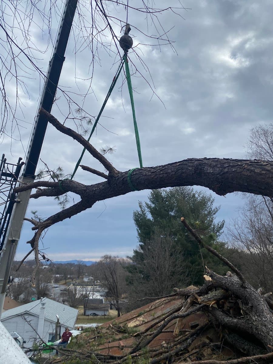 Queen City Silviculture (Tree Service)