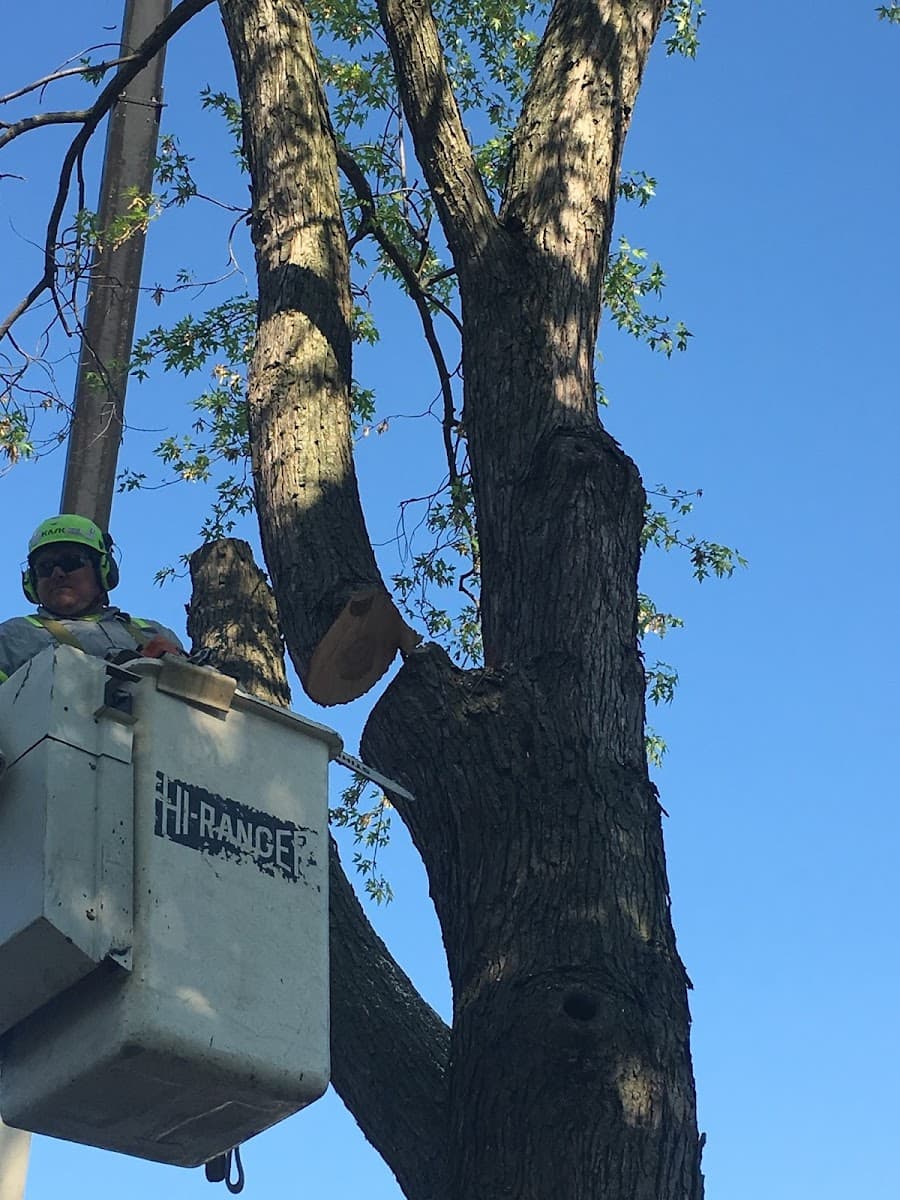 Sinnott Tree Services Inc
