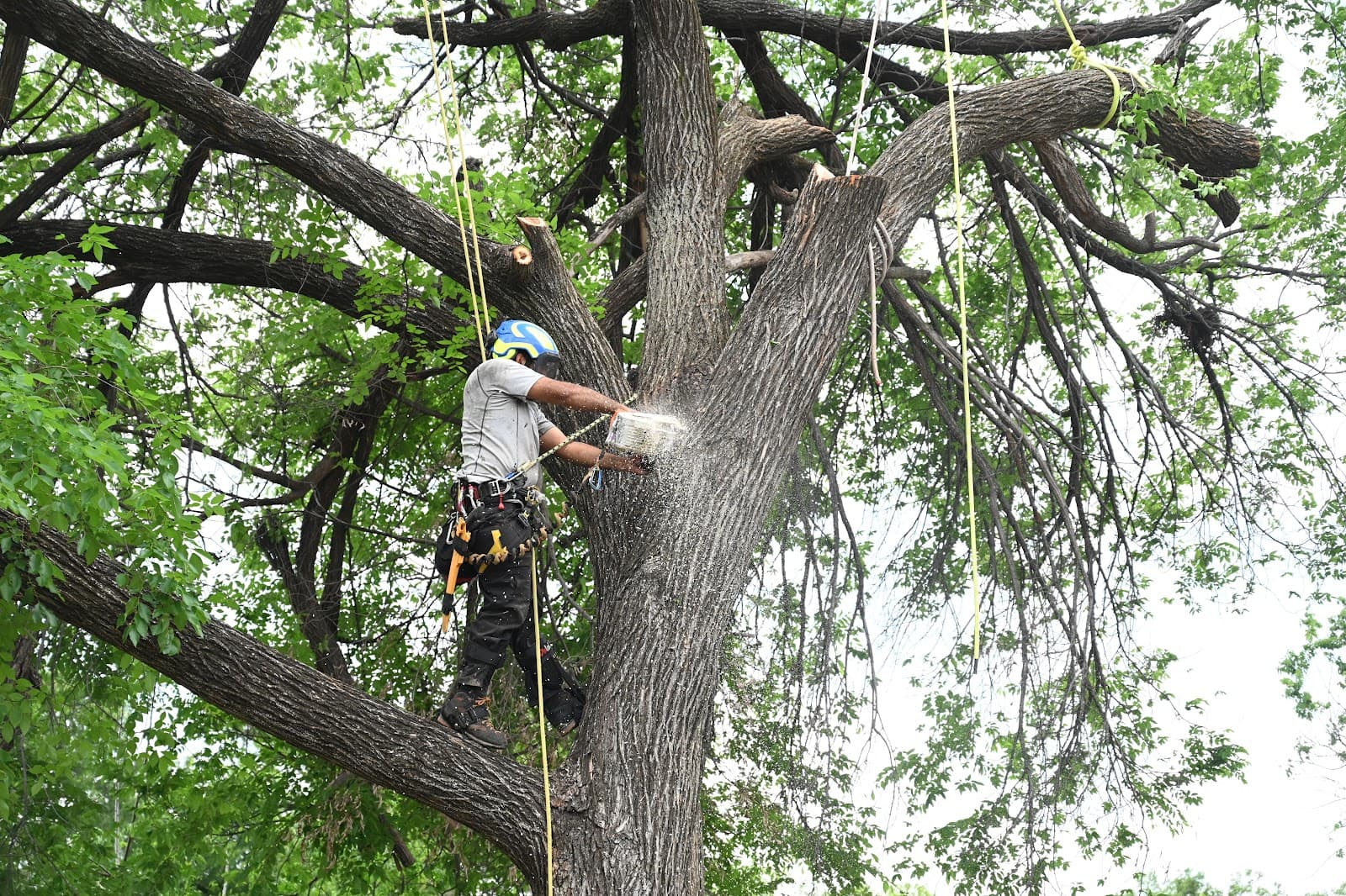 Mother Nature Tree Care