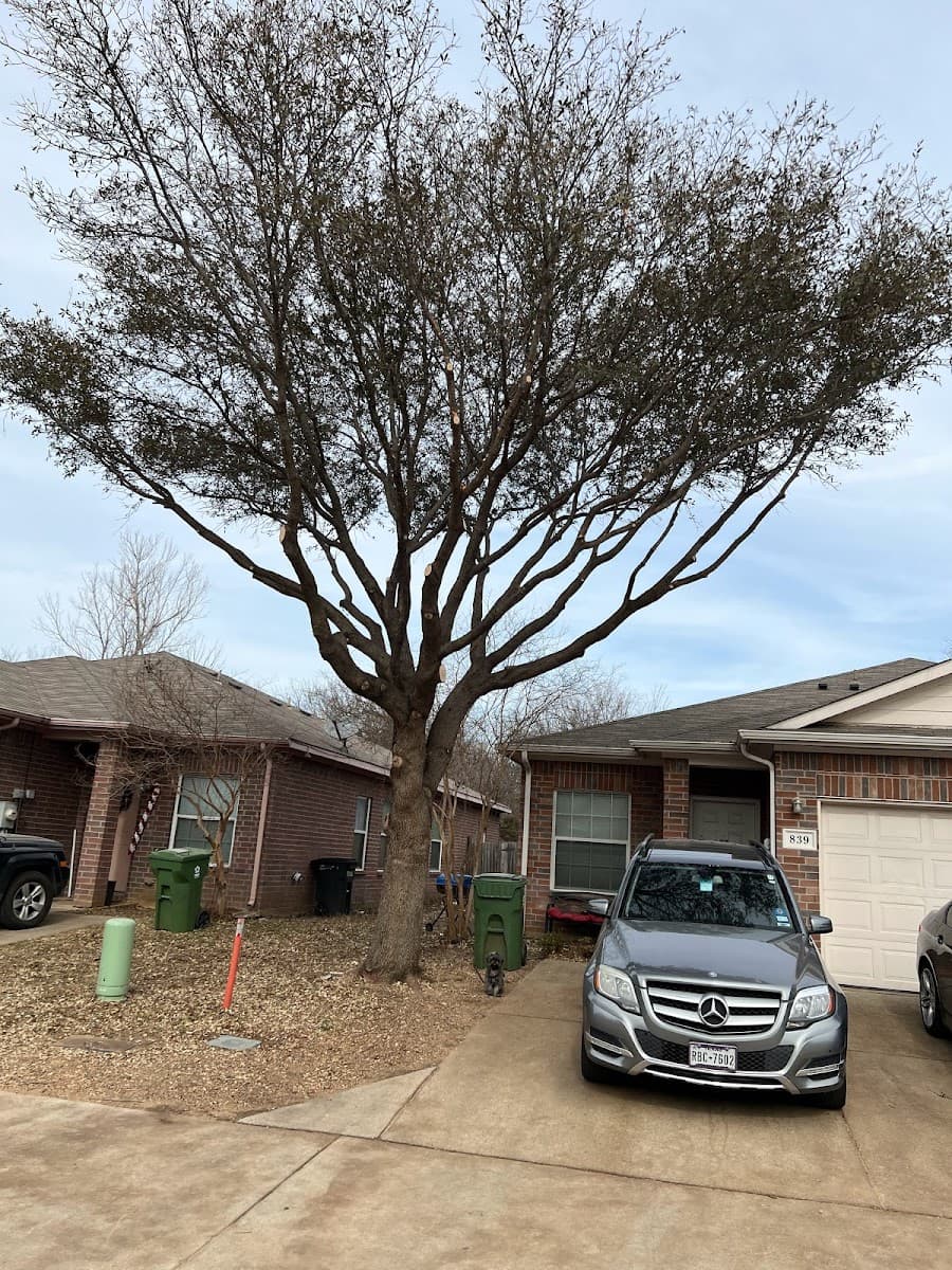 red monkeys tree service llc