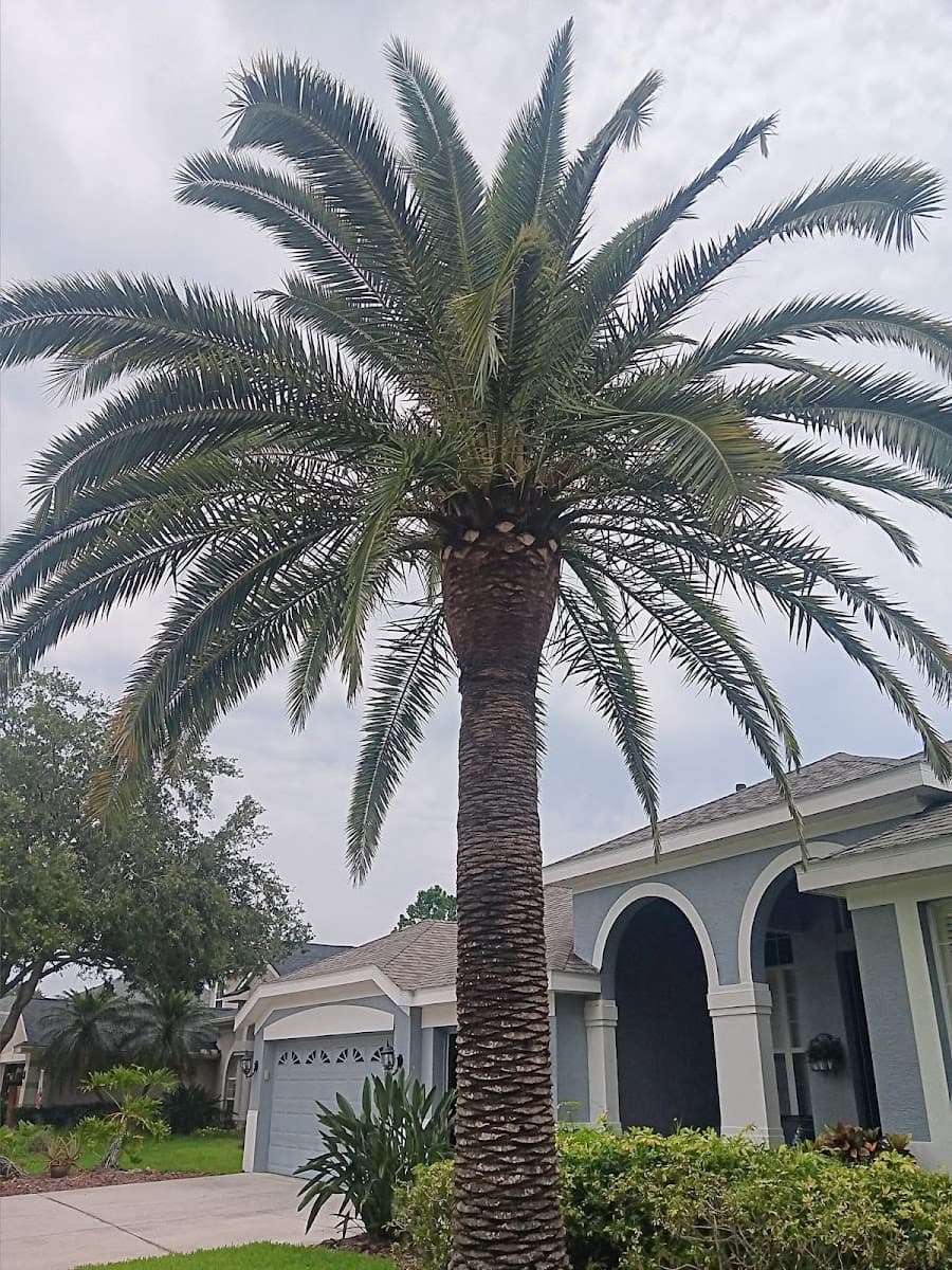 Tree and Palm Service