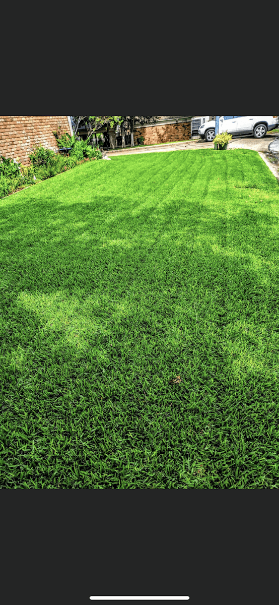 Panters Lawn and Tree