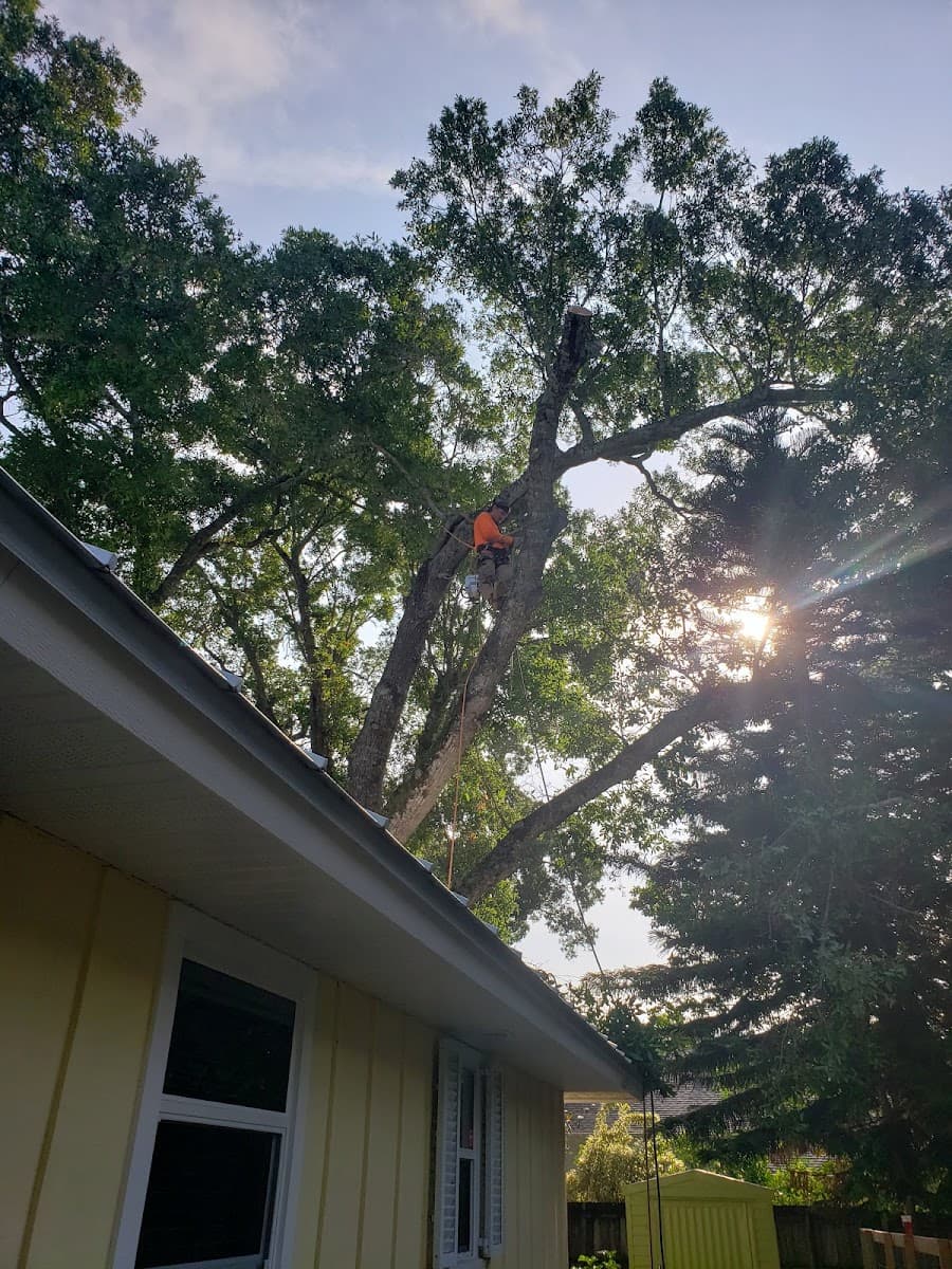King Essential Yard Services Tree Trimming