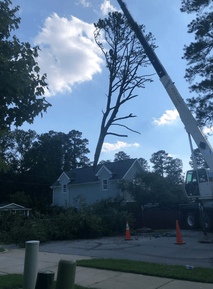 Arbol Complete Tree Service LLC