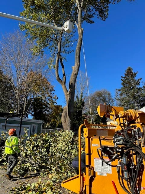 Tree Service Of Metro Boston