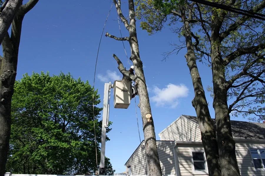 Bethpage Tree Service