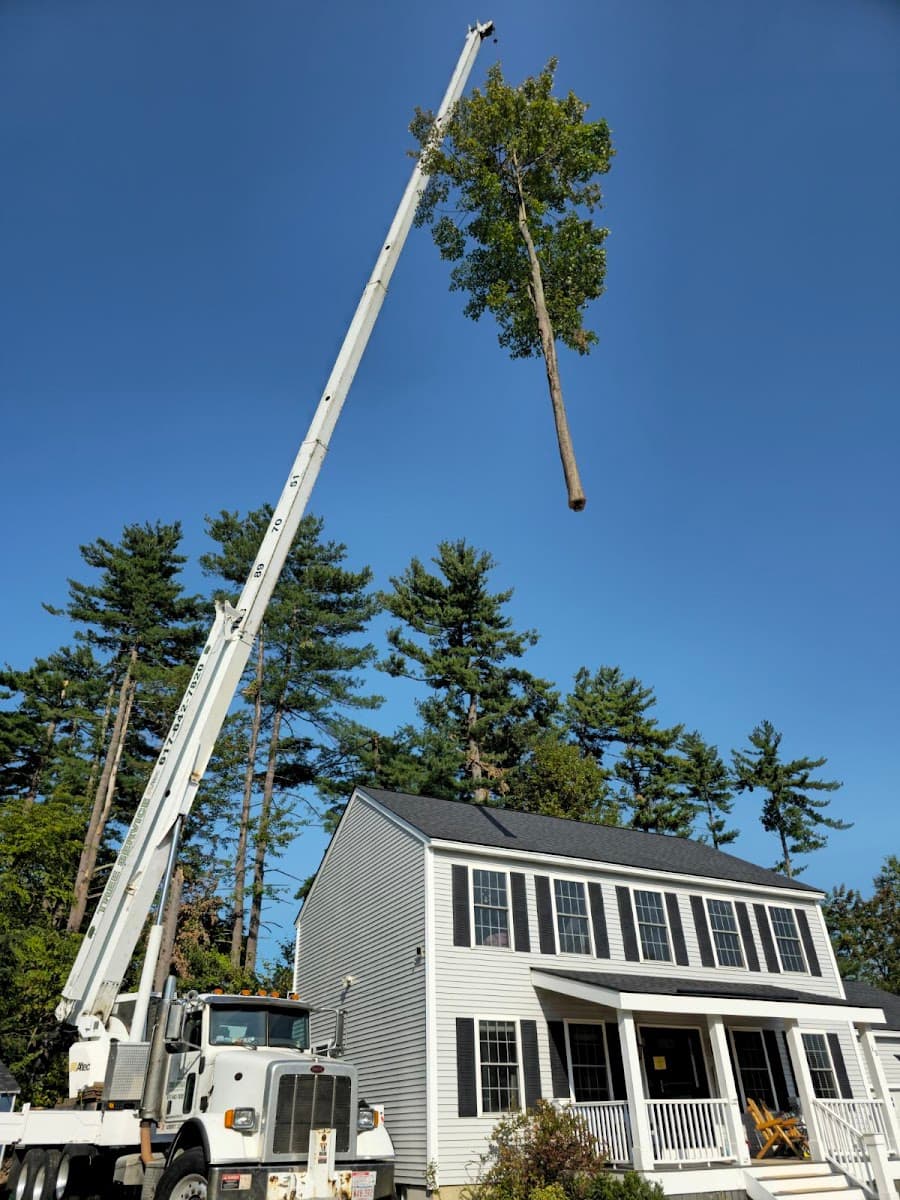 MM crane & Tree Services Inc