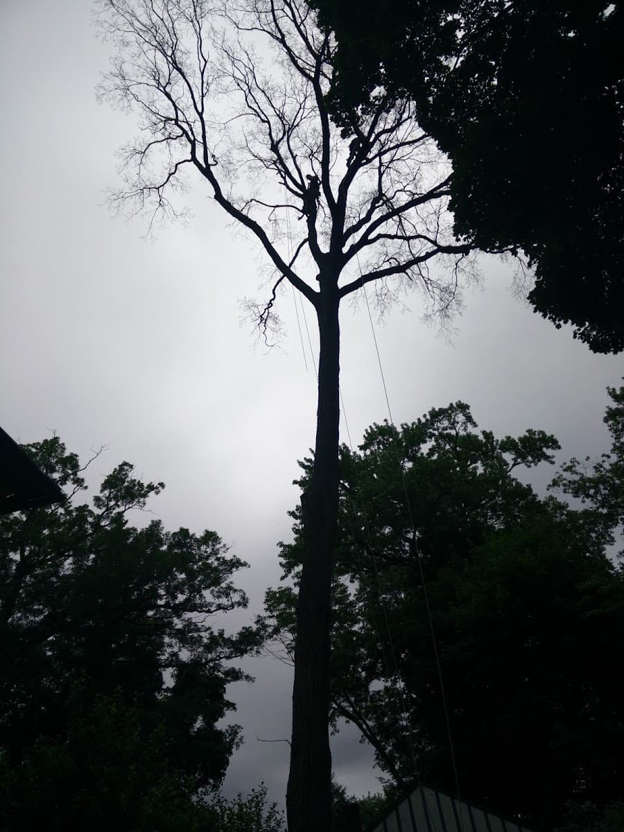 Mark Polsky Tree Service