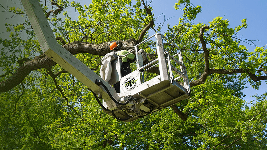 Ross Tree Service Ltd