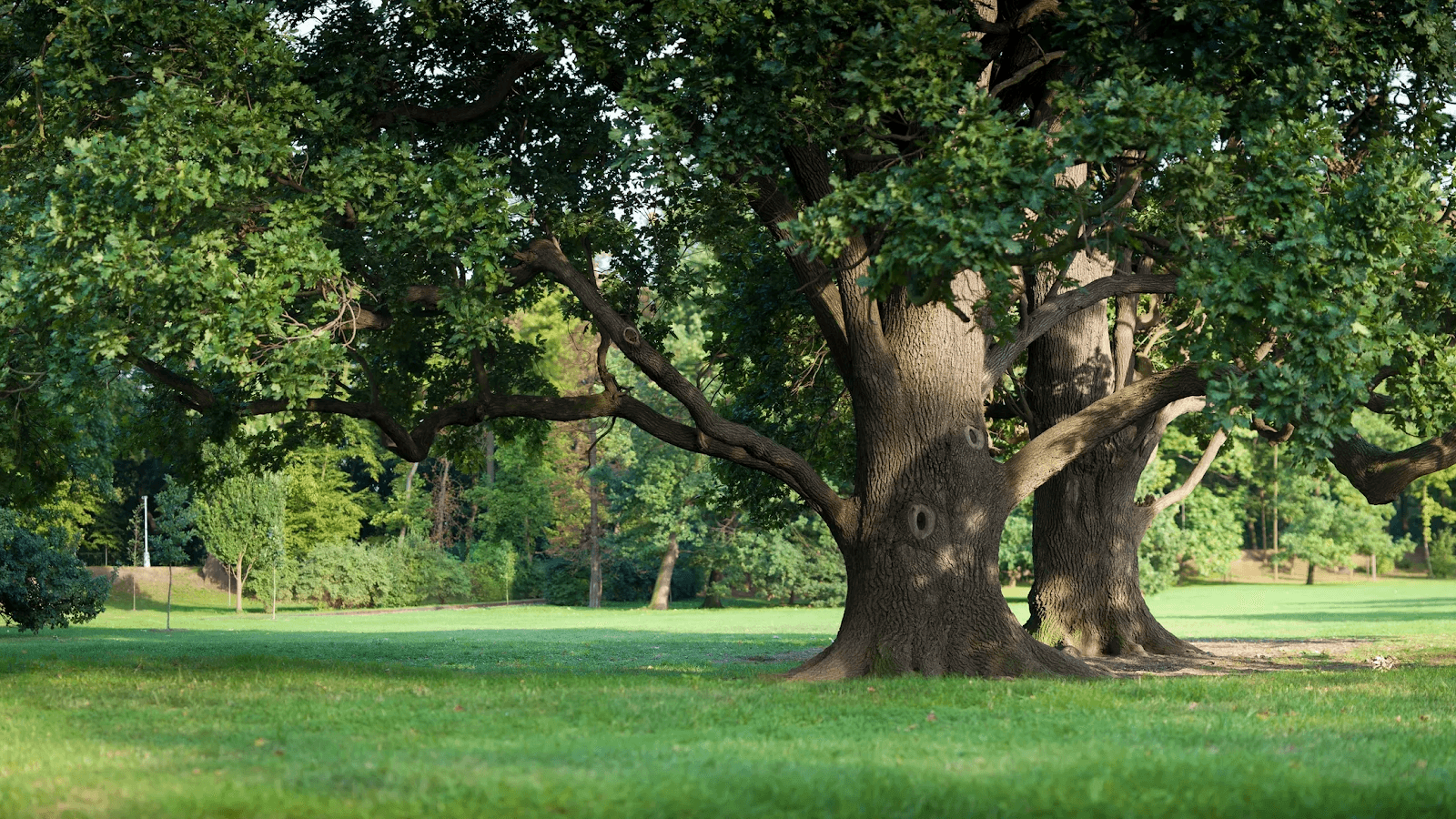 A+ Reliable Tree Service