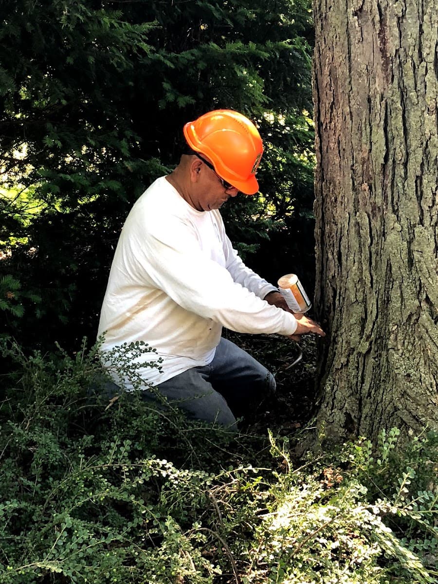 JC ARBORIST PROFESSIONAL TREE CARE SERVICE LLC