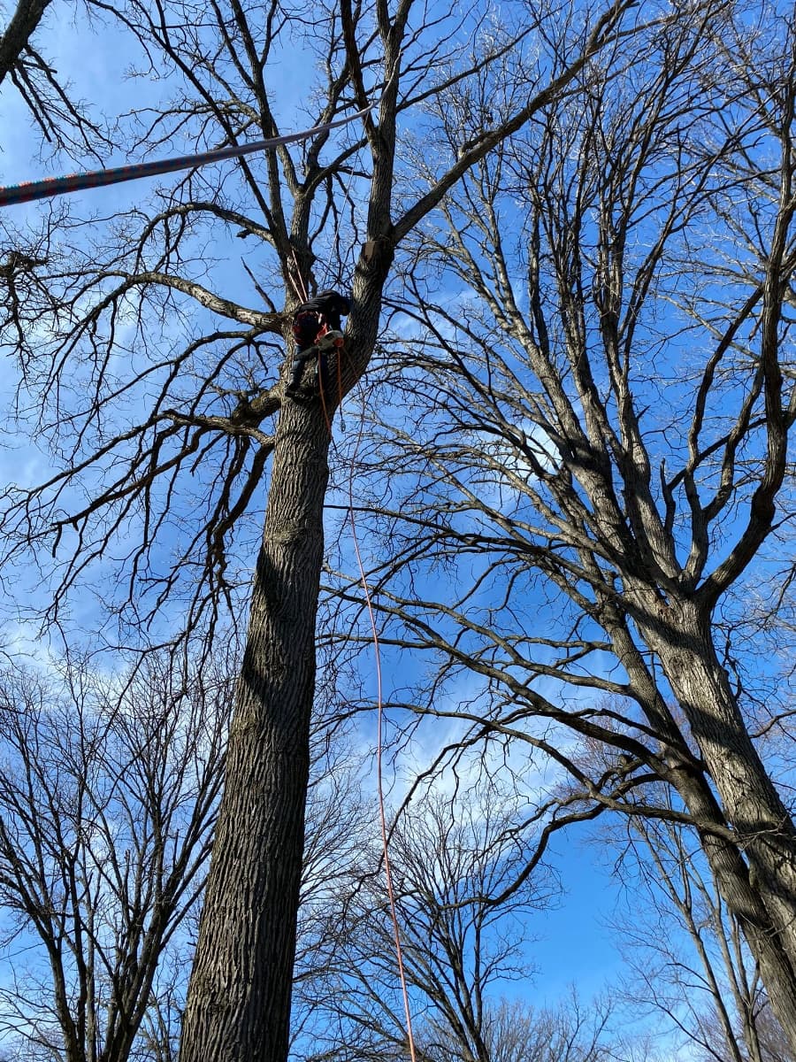 Quinonez Brothers Tree Service LLC