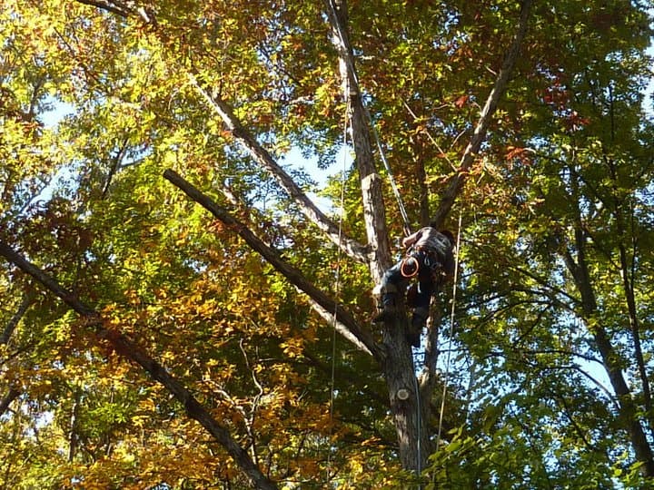 Tree Works Unlimited