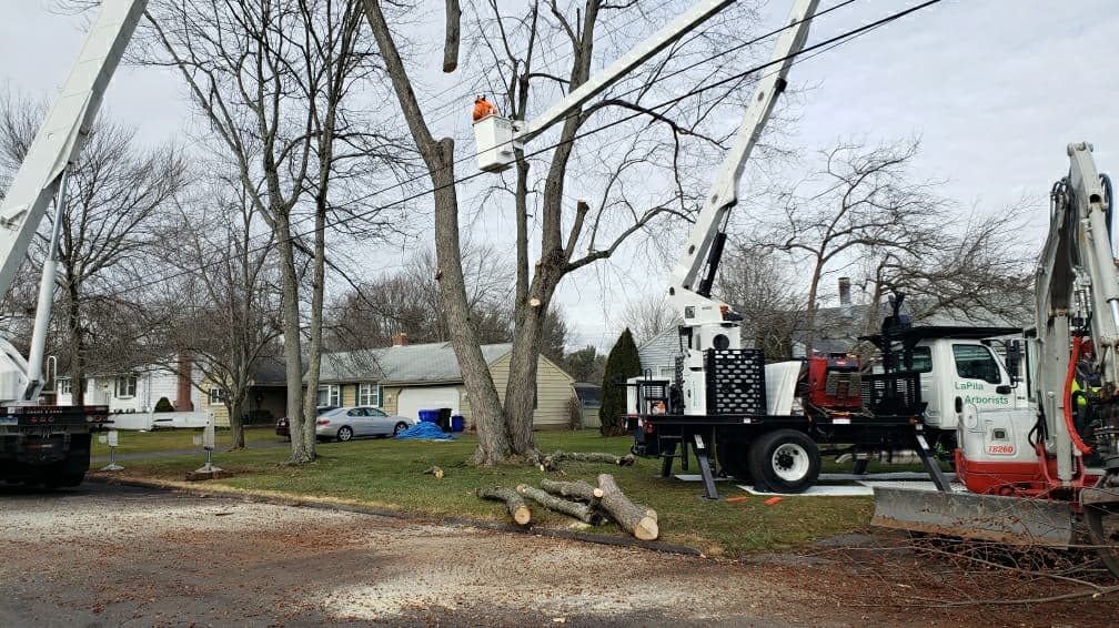 LaPila Arborists and Design