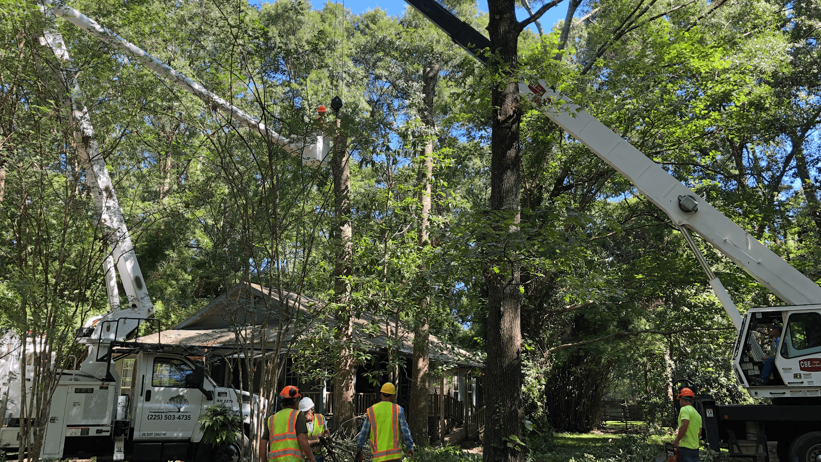 Diversified Tree Company