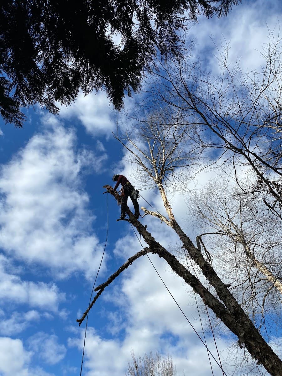 South Charlotte Tree Service