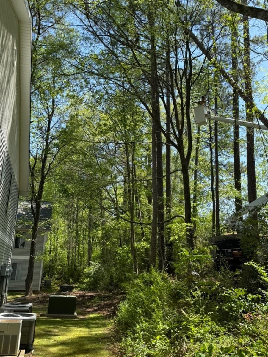 AAAA+ Phillips Tree Service, Gadsden, Alabama