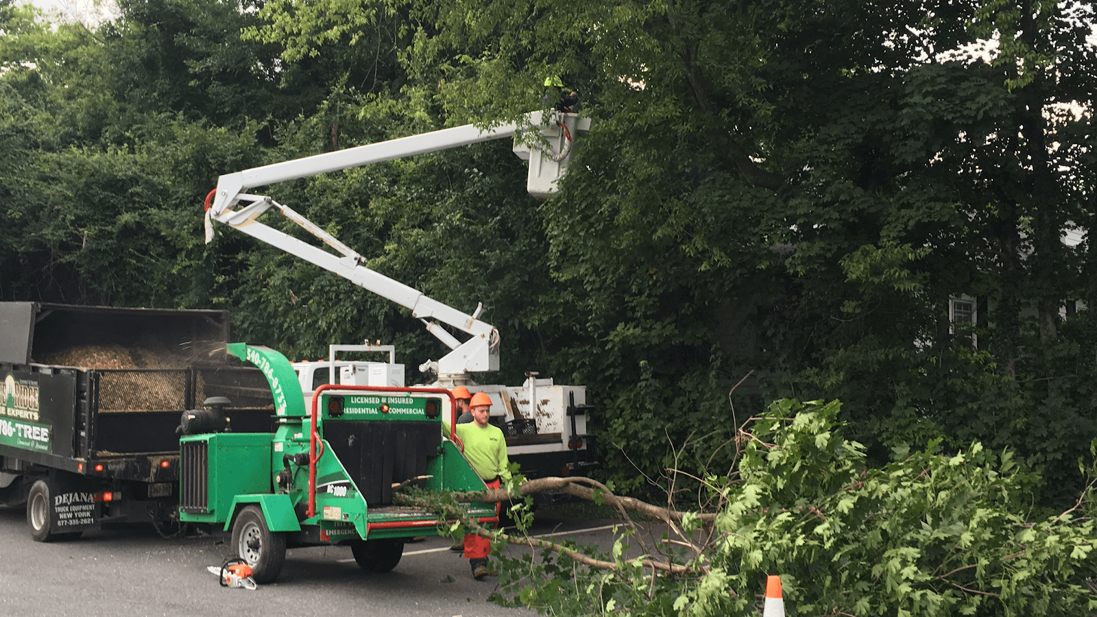 Blue Ridge Tree Experts llc