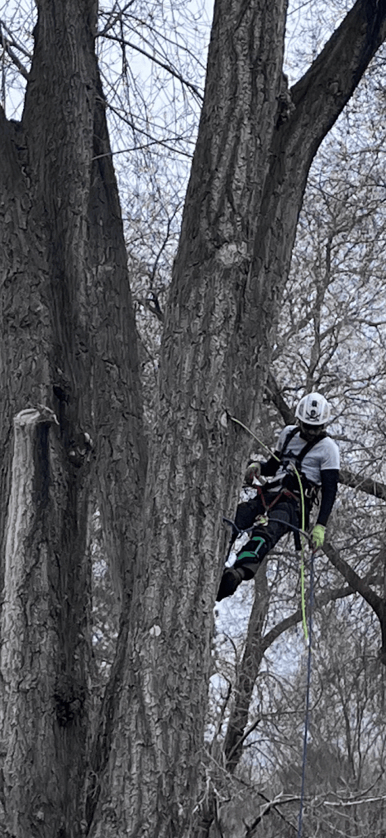 Lawrence Urban Forestry
