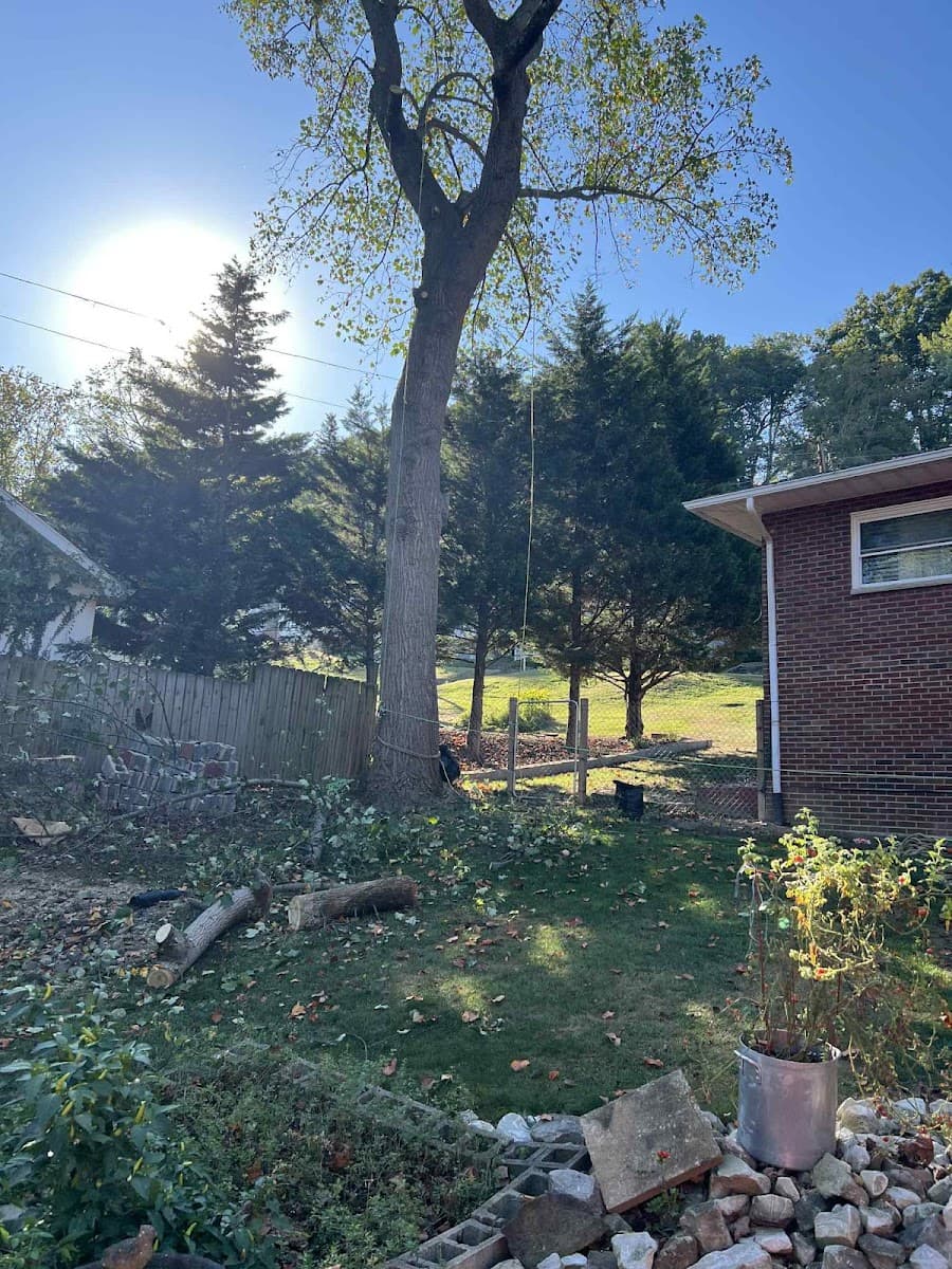 Miley's Tree Experts