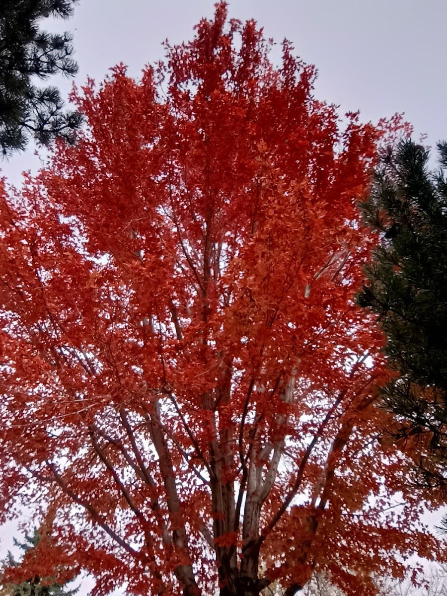 Healthy Little Trees