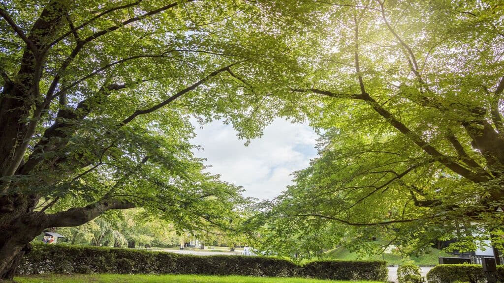 Love it Landscaping and Tree