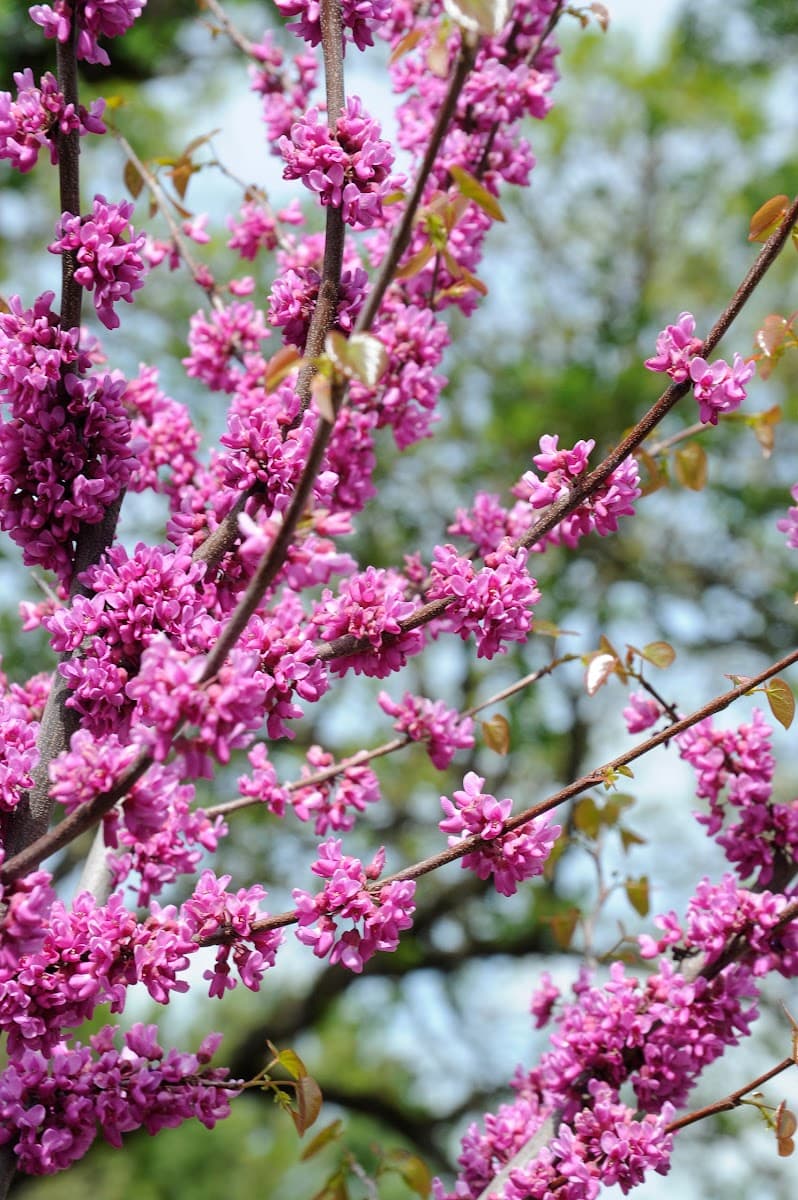 Capital Arborists, Inc.