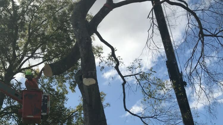 LumberJack Tree & Crane Experts llc