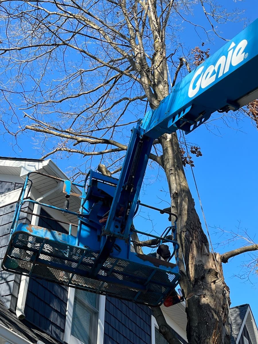 Precision Tree Removal