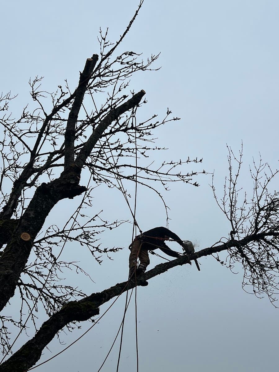 Advanced Tree Care LLC