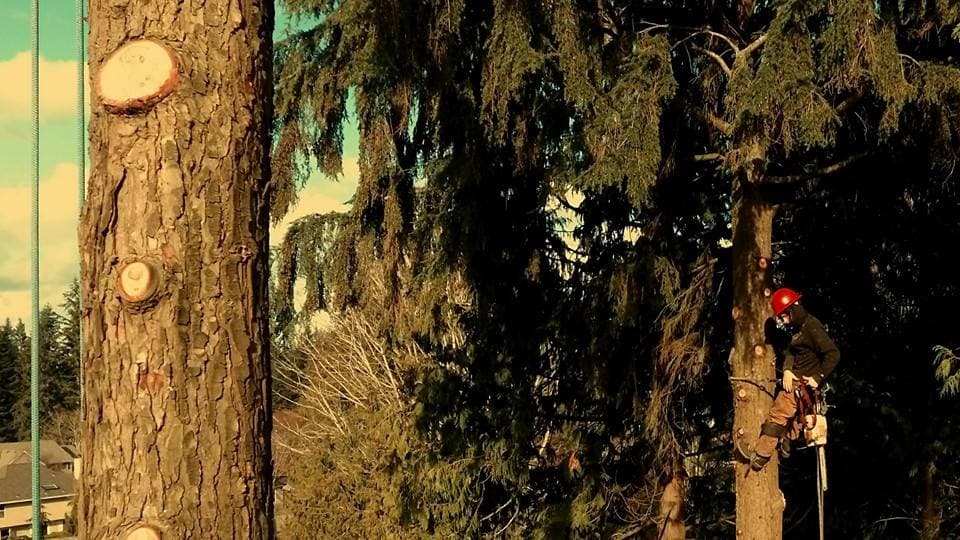 Lineage Tree Care LLC