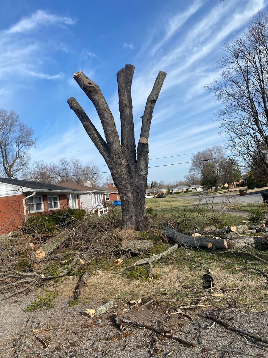 Benigno Perez Tree Services